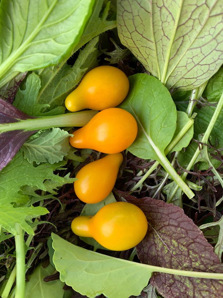 Ildi Tomato Large - Live Plant