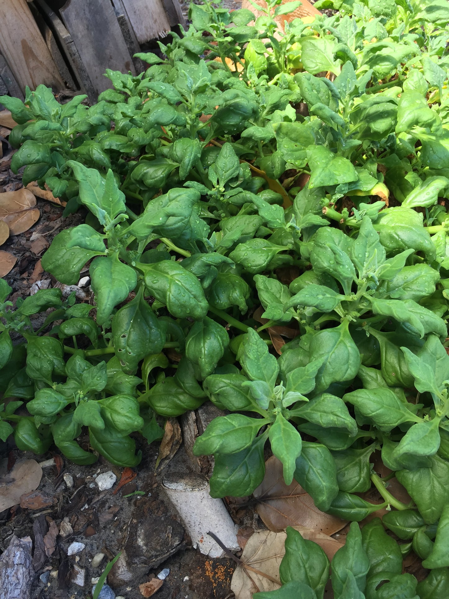 New Zealand Spinach