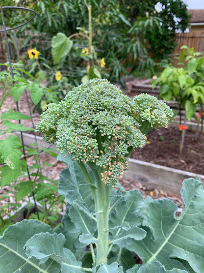 Calabrese Broccoli