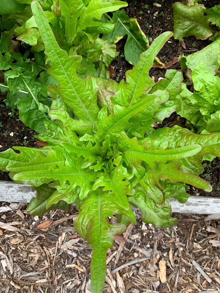 Bronze Arrow Lettuce