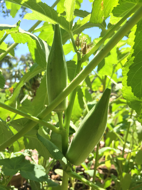 Clemson Spineless Okra TheUrbanHarvest