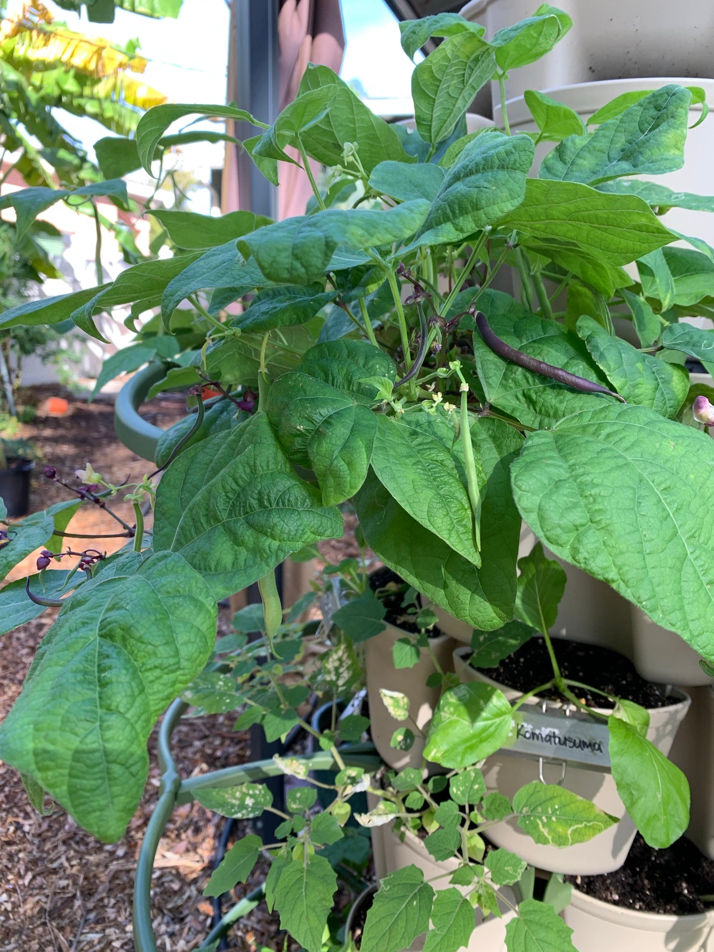 Royalty Purple Bush Bean