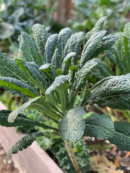Lacinato Kale