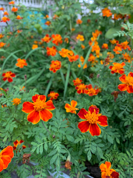 Frances's Choice Marigold