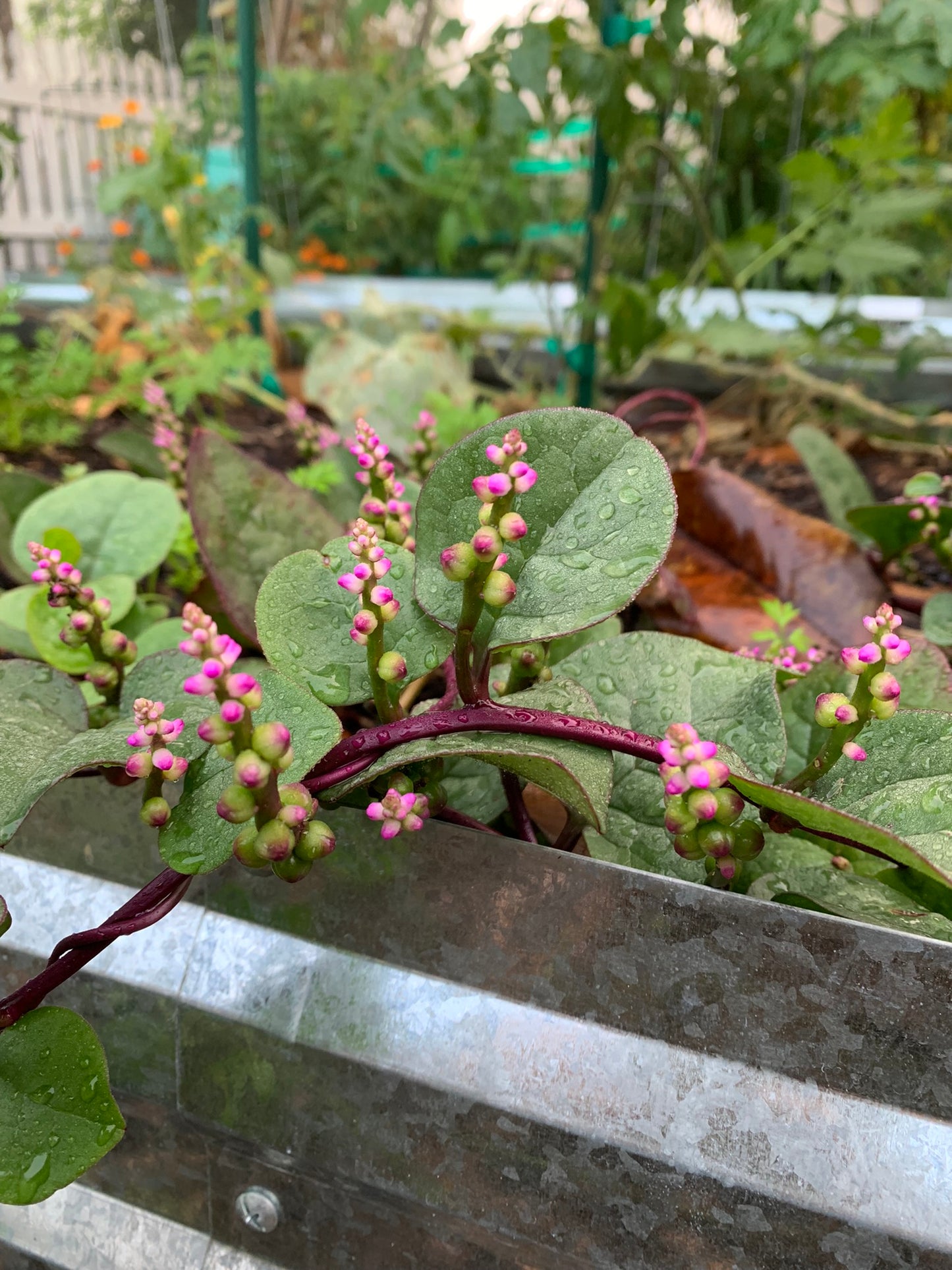 Malabar Spinach, Red