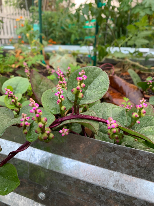 Malabar Spinach, Red