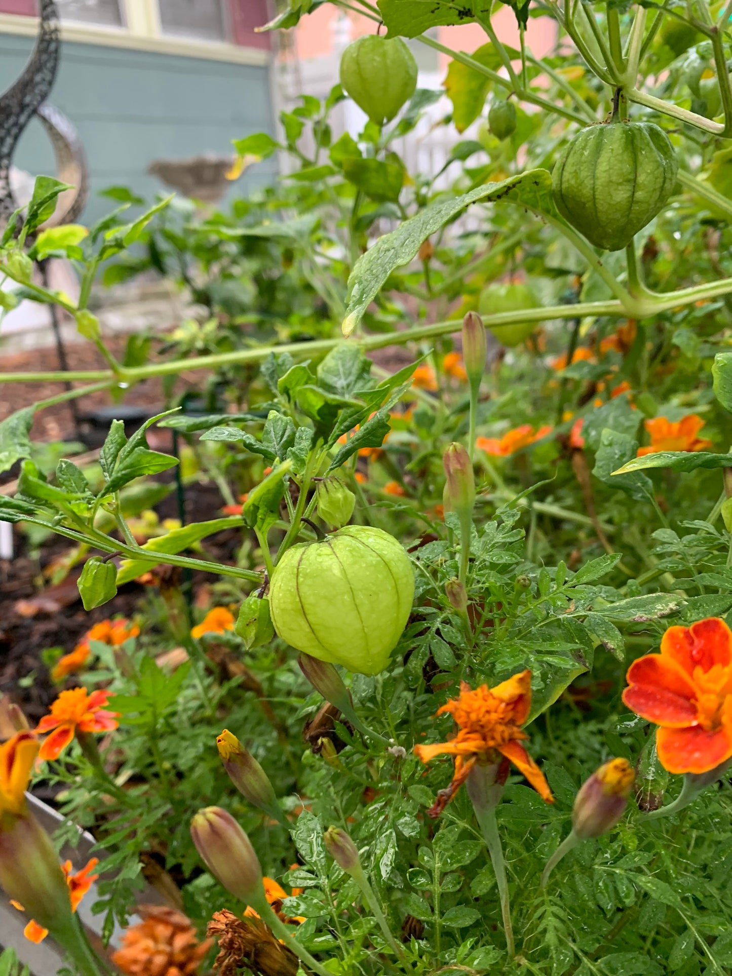 Tomate Verde Tomatillo