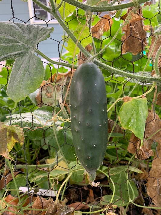 Arkansas Little Leaf Pickling Cucumber