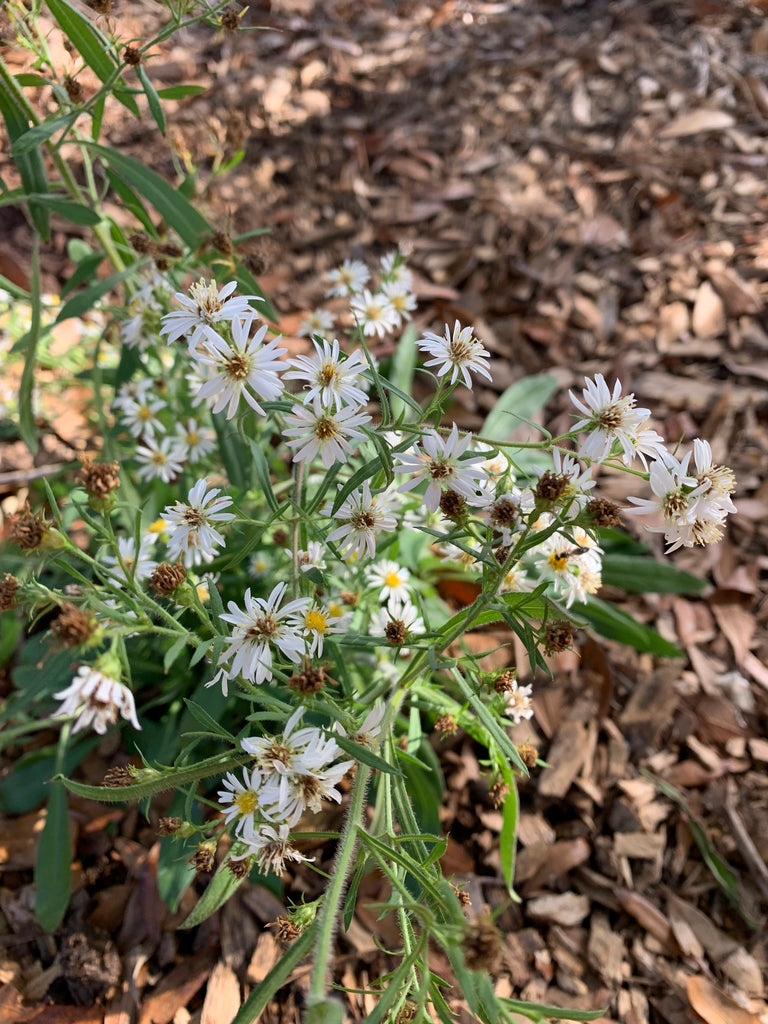Frost Aster - Live Plant