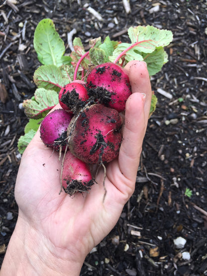 Easter Egg Radish