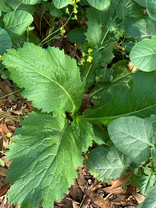 Carolina Broadleaf Mustard