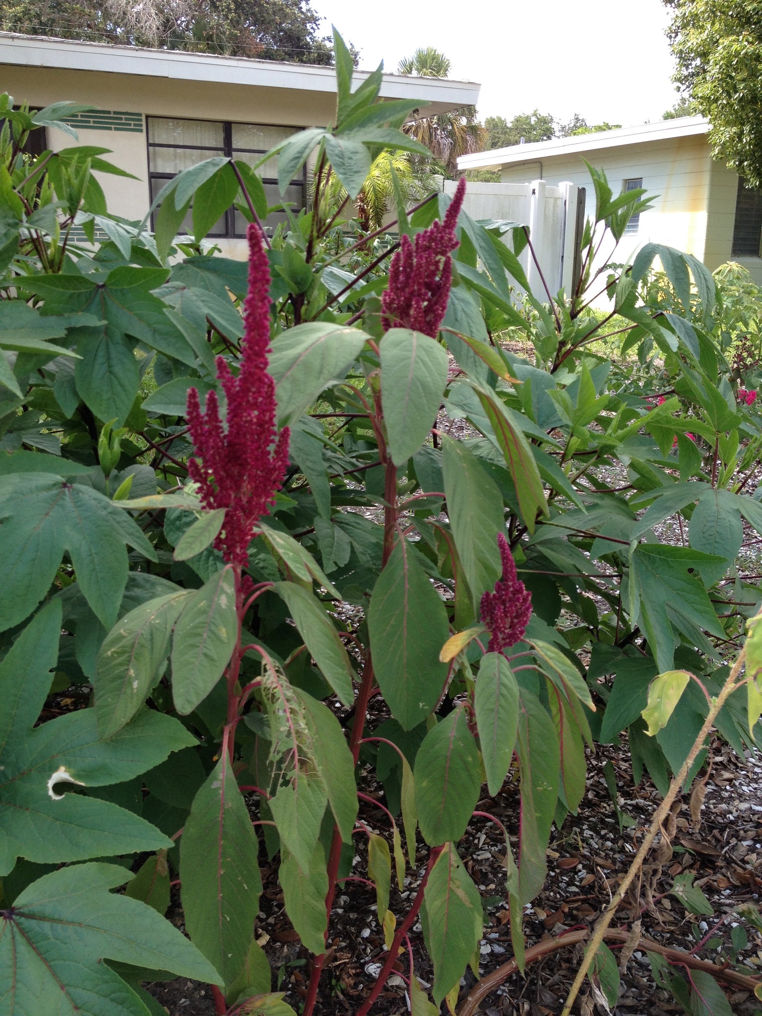 Elephant Head Amaranth – TheUrbanHarvest