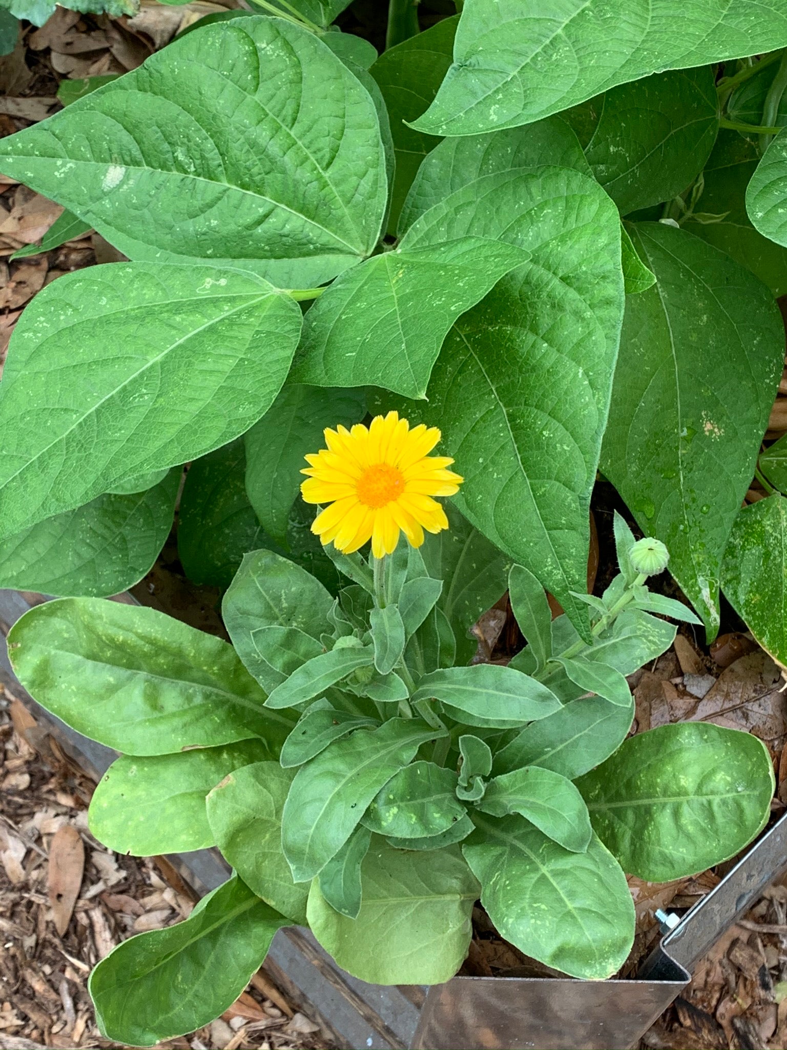 Calendula ('Resina' Calendula officinalis)