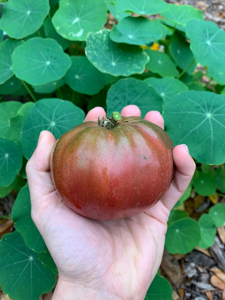 Cherokee Purple Tomato -Live Plant
