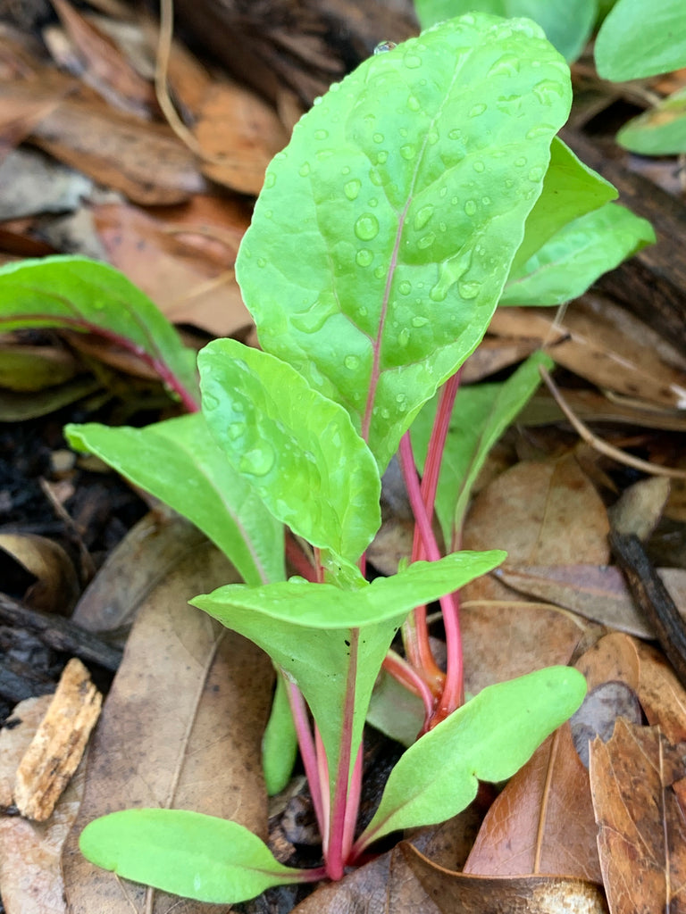Ruby Red Chard - Live Plant