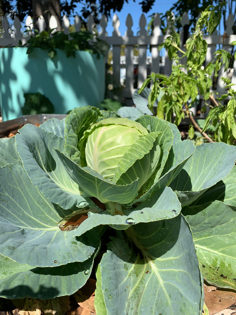 Early Jersey Cabbage - Live Plant