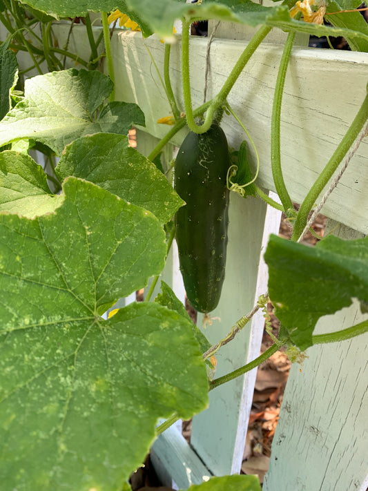Ashley Cucumber