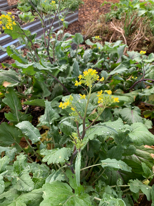 Hon Tsai Tai Flowering Broccoli