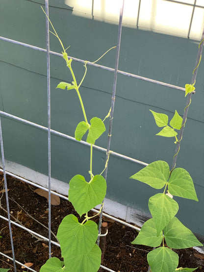 Winged Bean