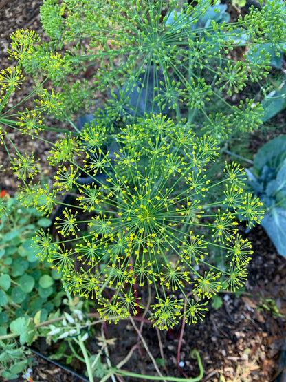 Dill