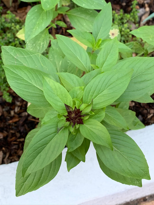 Thai Basil