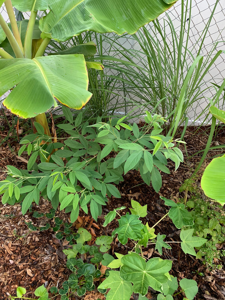 Lemongrass Small - Live Plant