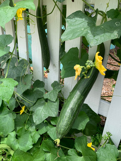 Luffa