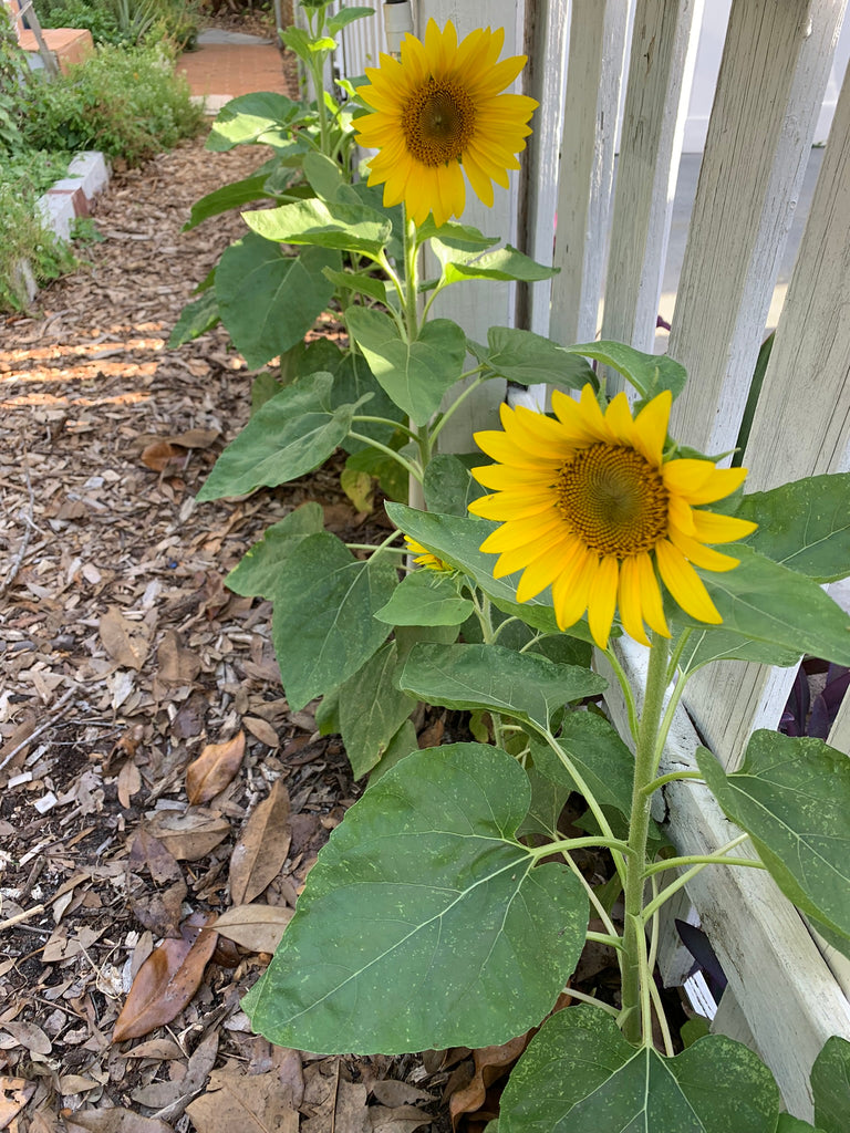 Short Stuff Sunflower