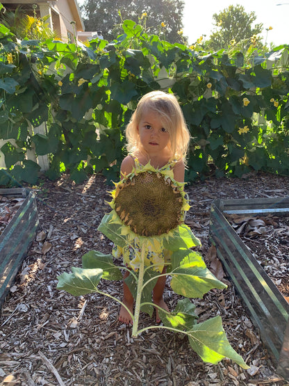 Mammoth Sunflower