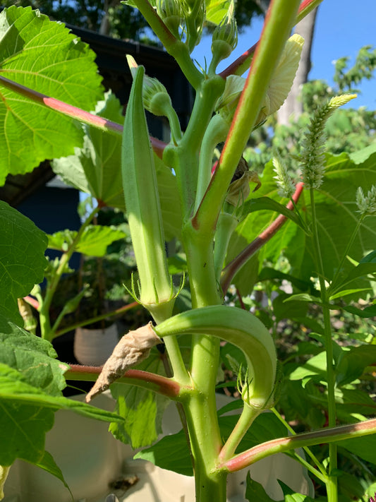 Burmese Okra