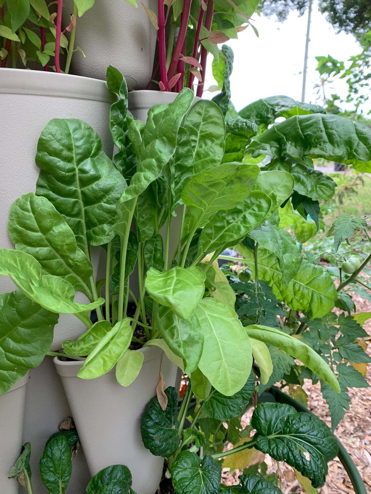 Perpetual Swiss Chard