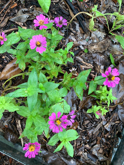 Thumbelina Zinnia