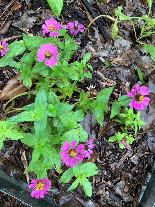 Thumbelina Zinnia
