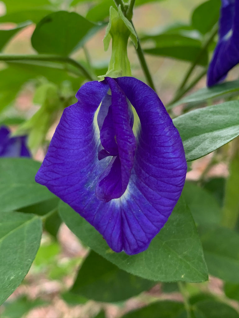 Common Butterfly Pea 4" - Live Plant