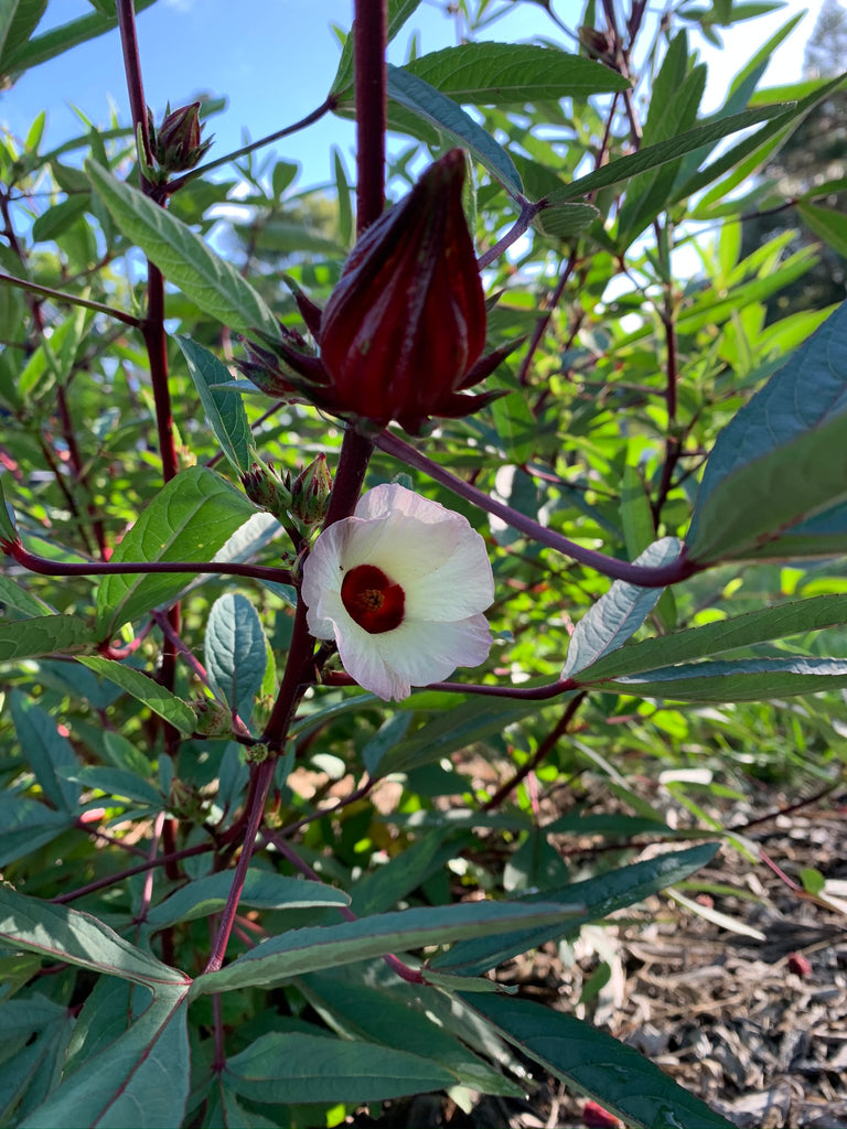 Red Roselle - Live Plant