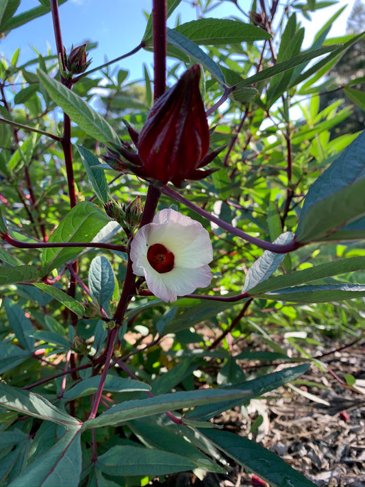 Roselle Thai Red
