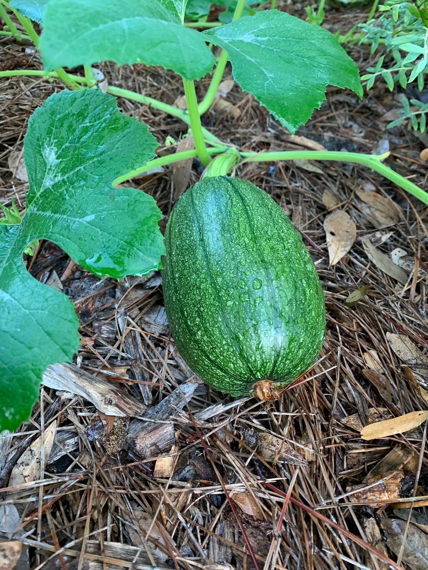 Tatume Squash