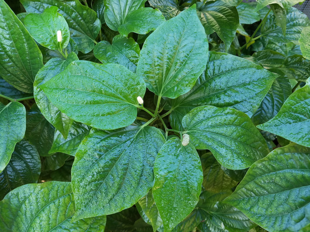 Thai Pepper Leaf - Live Plant