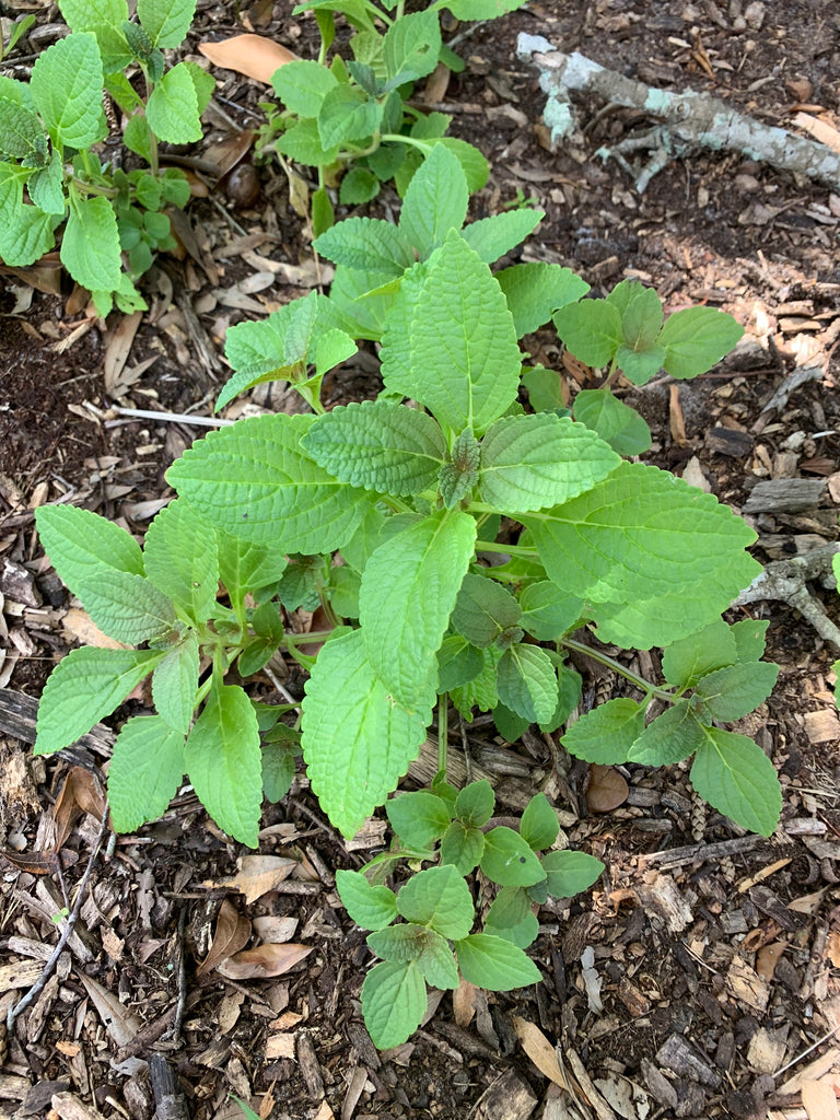 Potato Mint - Live Plant