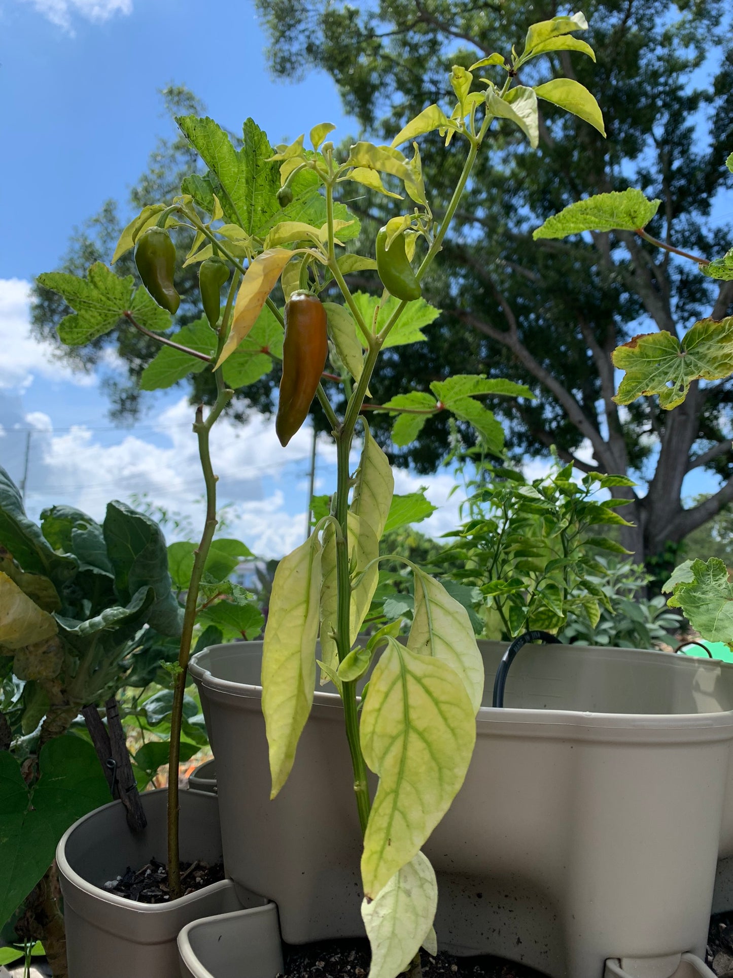 Datil Habanero Pepper