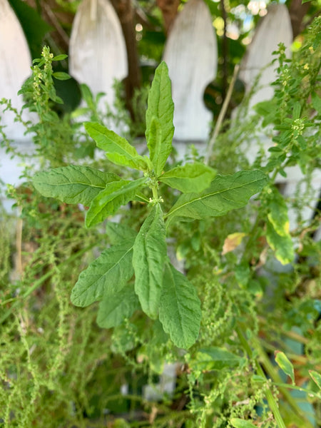 epazote seeds for planting Epazote Herb – The Urban Harvest