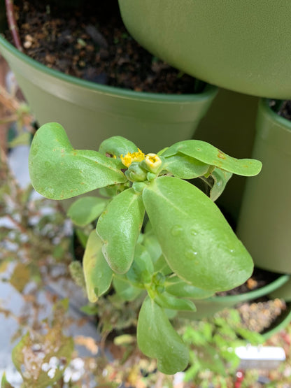 Purslane