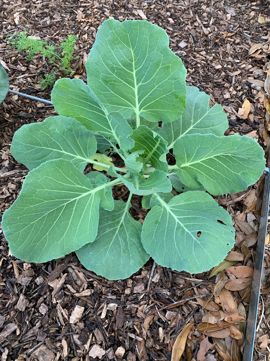 Alabama Blue Collards
