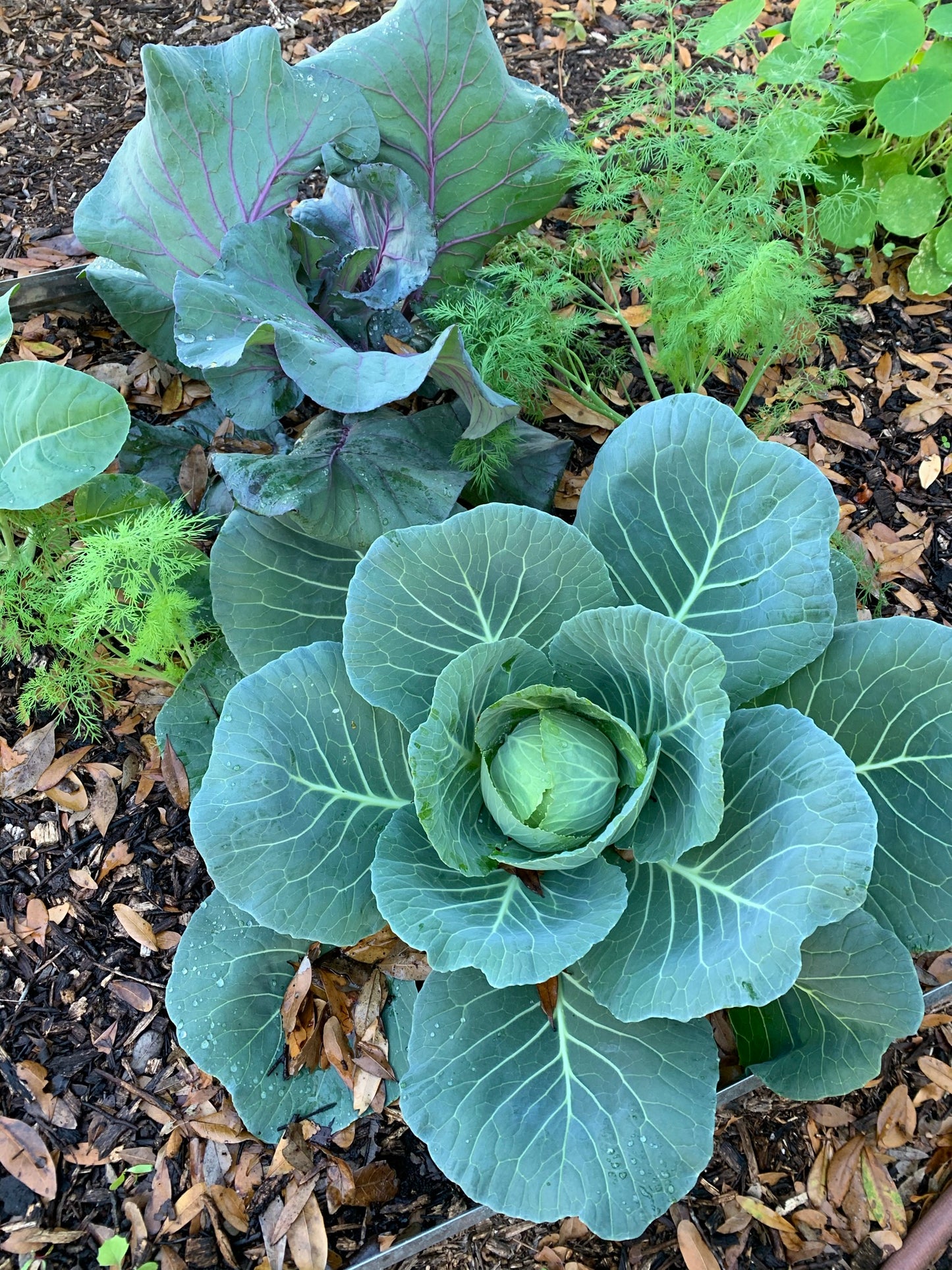 Golden Acre Cabbage