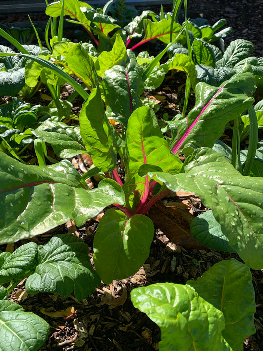 Rainbow Swiss Chard