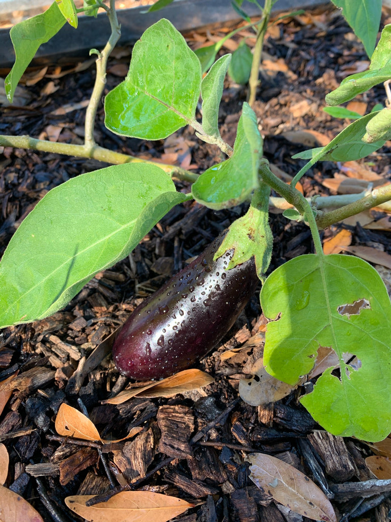 Ping Tung Eggplant - Live Plant