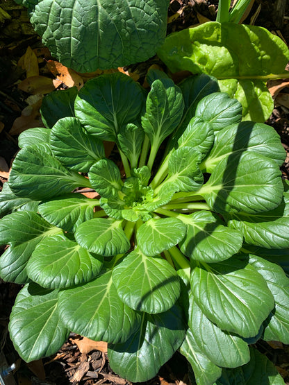 Tatsoi