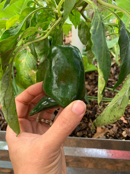 Ancho Poblano Pepper