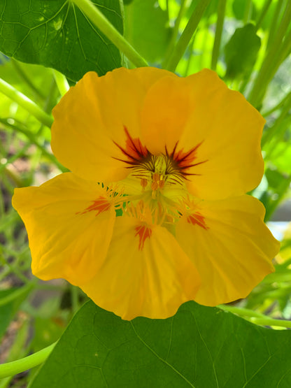 Nasturtium