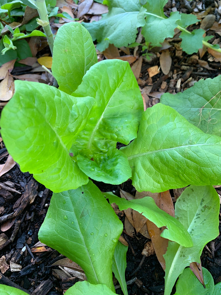 Anuenue Lettuce - Live Plant